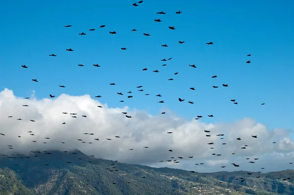 Flock of rook flying over La Palma, Canary Islands, Spain — ストック写真