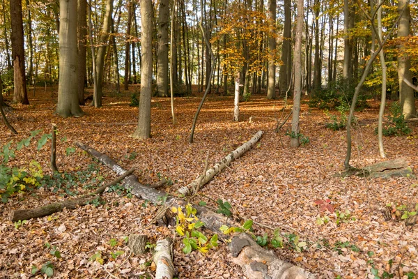 Herfst bomen en vele gevallen bladeren, Nederland — Stockfoto
