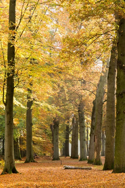 秋天的树干和落叶, 荷兰巴恩 — 图库照片