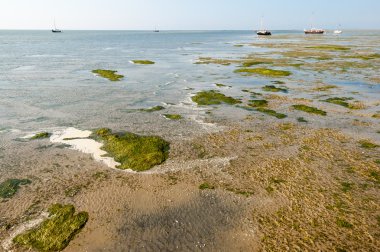 Tuz bataklık sulak Waddensea, Hollanda