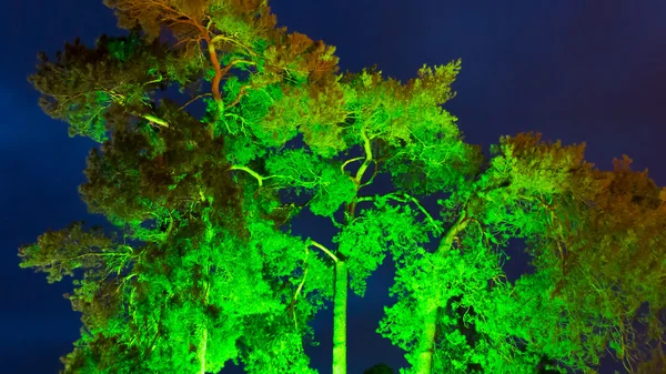 Groen verlichte boom in schemerlicht — Stockfoto