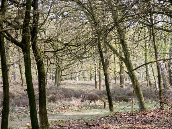 Roe deer buck between trees, Netherlands — Stock Photo, Image