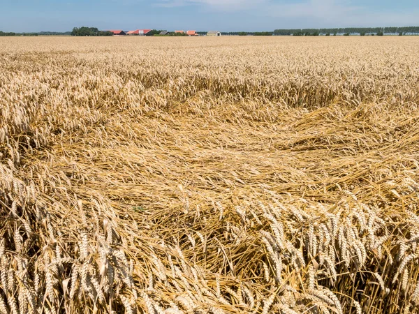 Pola pszenicy, rolnictwo w Holandii — Zdjęcie stockowe