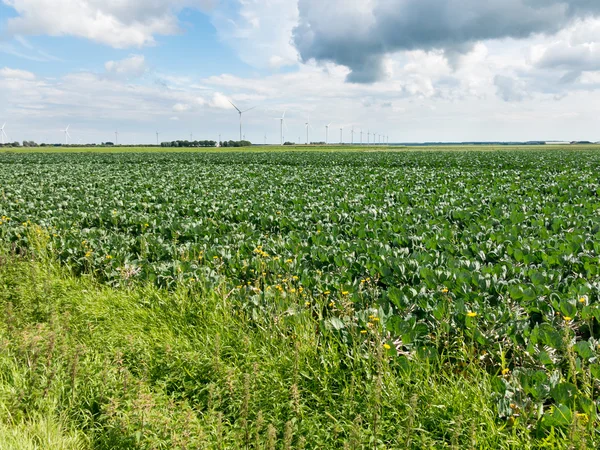 Gård fältet och vindkraft turbiner, Flevoland, Nederländerna — Stockfoto