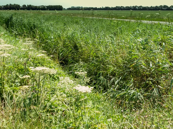 Zanja en el pólder, el campo de Holanda — Foto de Stock