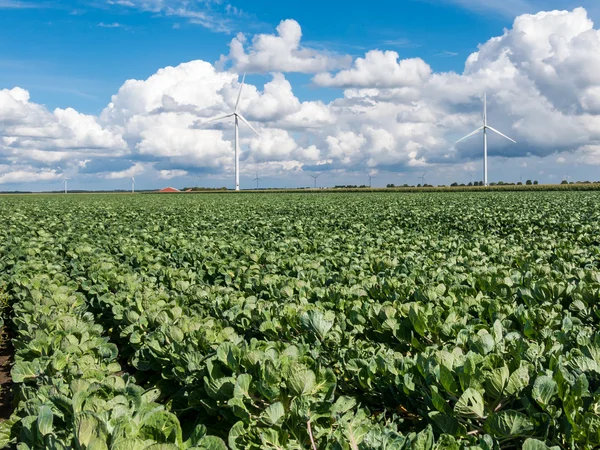 Jordbruk och vindkraft turbiner i poldern, Holland — Stockfoto