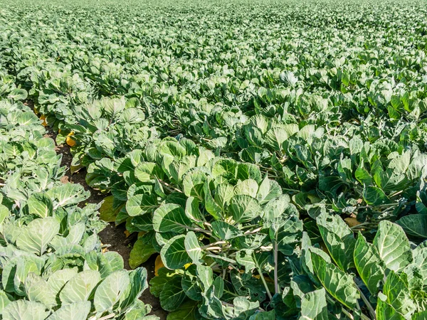 Rosenkål brysselkål kokt växter som växer i Holland — Stockfoto