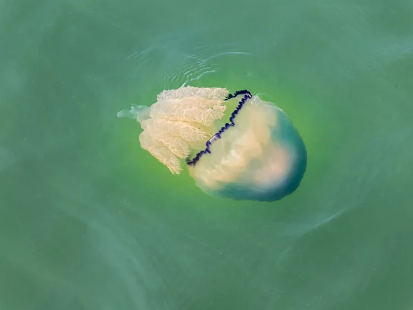 Jellyfish swimming in sea — Stock Photo, Image