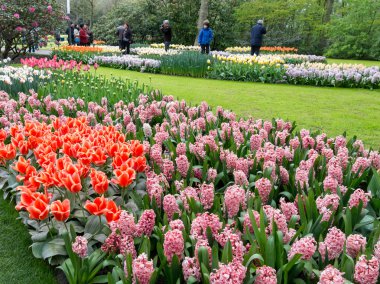 Bahar çiçekleri Keukenhof, Hollanda