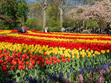 Keukenhof, Hollanda 'da laleler