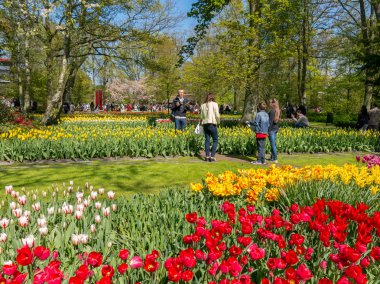 Hollanda, Keukenhof 'ta bahar çiçekleri