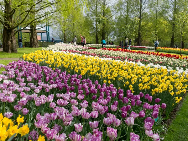 Touristen, Tulpen und Narzissen im Frühling in Keukenhof, Niederlande — Stockfoto