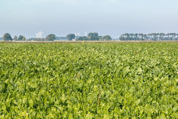 Сахарное поле во Фрисландии, Нидерланды — стоковое фото