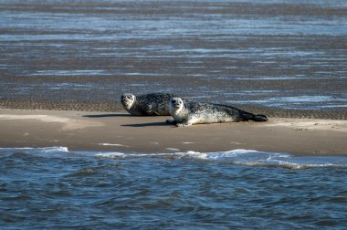 Two seals on a sandbank clipart