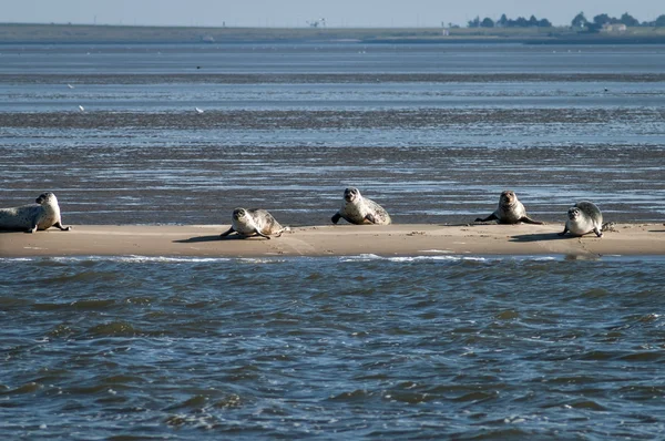 Phoques communs et phoques gris sur un banc de sable — Photo