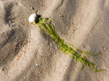 Kabuk ve kum üzerinde deniz yosunu