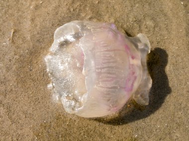 kum üzerinde denizanası