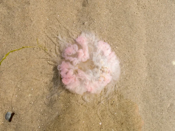 Jellyfish on sand — Stock Photo, Image