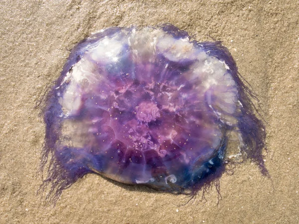 Jellyfish on sand — Stock Photo, Image