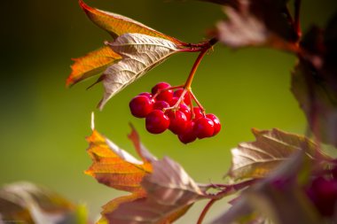 Kartopu çilek glisten güneşin