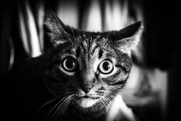 Alert cat in monochrome — Stock Photo, Image