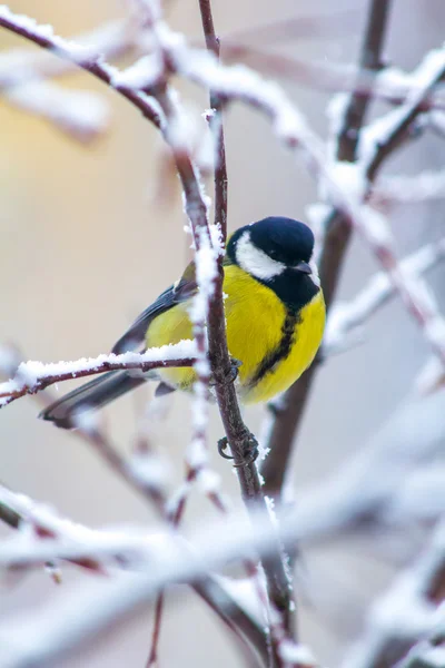 Tit perched on a snow-covered tree — Stock fotografie