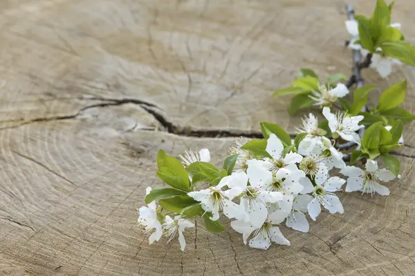 Rama de flores de primavera sobre fondo de madera . — Foto de Stock