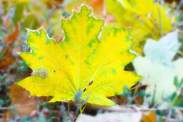 Yellow maple leaf falling to ground, background in autumn colors — Stock Photo, Image