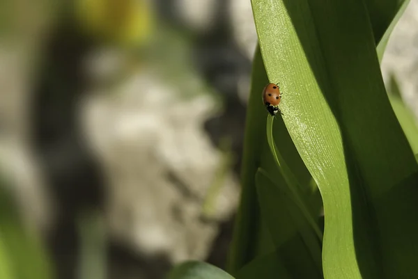 Achtergrond met lieveheersbeestje op een groen blaadje — Stockfoto