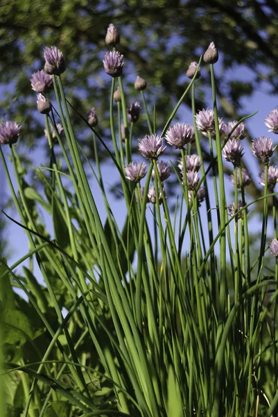 Close up of the flowers of some Chives — Stock Photo, Image
