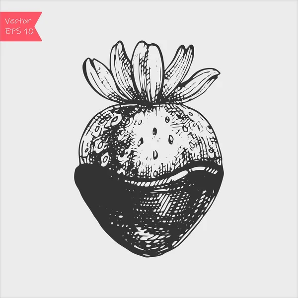 Hand Drawn Sketch Chocolate Strawberries Dessert Bar Vector Black White Stock Vector