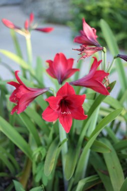 Evimin önündeki kırmızı çiçek..