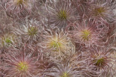 alışılmadık çiçekler