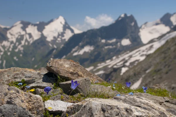 Çiçekler yamaçlarında