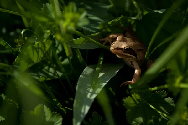 Çimlerdeki kurbağa