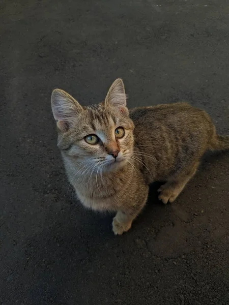 Uma Foto Close Gato Listrado Uma Altura Crescimento Humano — Fotografia de Stock