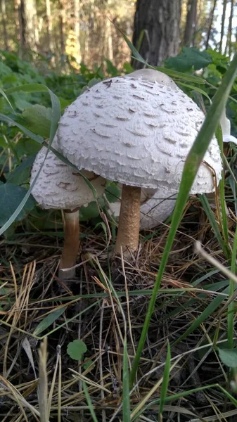 Photo Two White Mushrooms — Stock Photo, Image