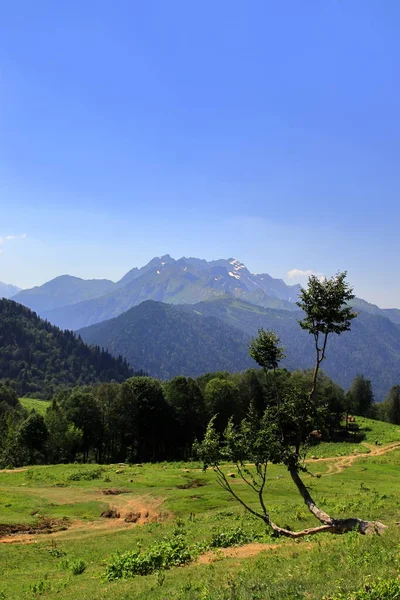 Vertical Photo Lonely Tree Background Mountains — Stock Photo, Image