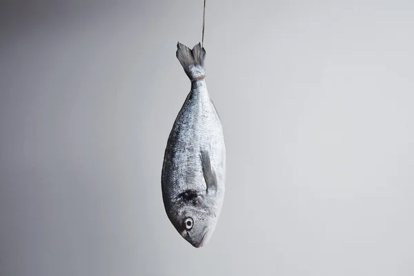 Fresh sea bream hanged for tail on rope in center, isolated in f — Stock Photo, Image