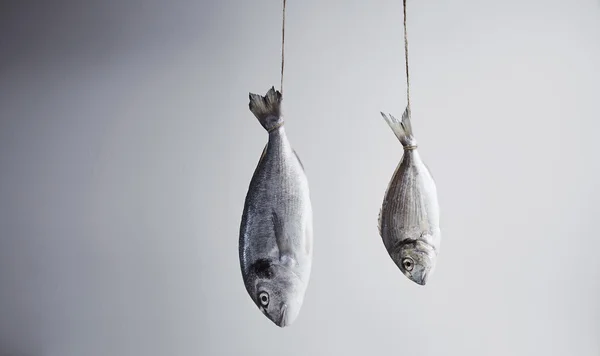 Two fresh sea breams, wild and river, big and small, hanged for — Stock Photo, Image