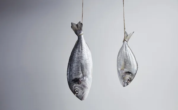 İki taze çipura, vahşi ve nehir, büyük ve küçük, için asılı 