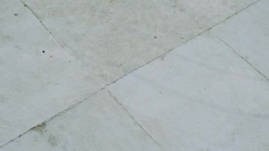 Adam onun basenji köpek üst görünümü ile paten