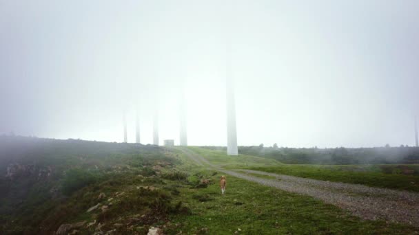 Cane cammina nella nebbia spessa — Video Stock