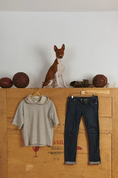 Hond zittend op vak in de buurt van ballen en hoodie — Stockfoto
