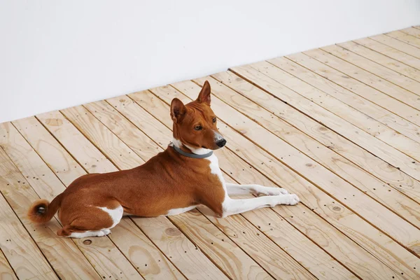 Dog lying on wooden floor — Stock fotografie