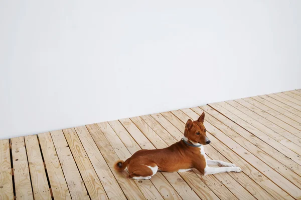 Köpek eğitim süreci evde — Stok fotoğraf