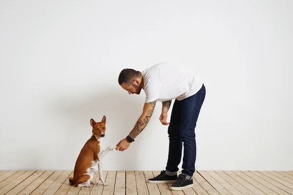 Dog to giving paw and looks at camera — Stock Photo, Image