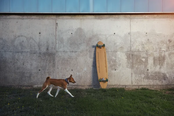 Basenji koira ja longboard — kuvapankkivalokuva
