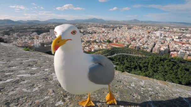 Close up wide shot of seagull in tourist spot — Stock Video