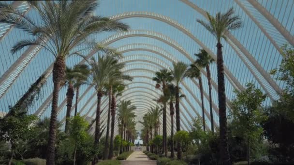 야자나무는 실내에서 현대 식물원에서 자라고 있다 — 비디오